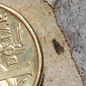 Psocodea 'Psocoptera' sp. (order) at Acton, ACT - 4 Jul 2019 12:55 PM