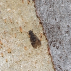 Psocodea 'Psocoptera' sp. (order) at Acton, ACT - 4 Jul 2019 12:55 PM