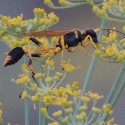 Sceliphron laetum (Common mud dauber wasp) at Gordon, ACT - 3 Apr 2019 by MichaelBedingfield