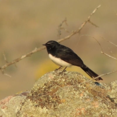 Rhipidura leucophrys (Willie Wagtail) at Tuggeranong DC, ACT - 2 Apr 2019 by michaelb