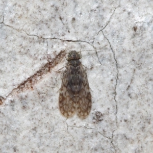 Psocodea 'Psocoptera' sp. (order) at Acton, ACT - 4 Jul 2019