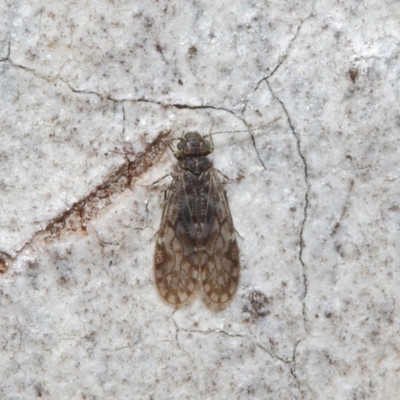 Psocodea 'Psocoptera' sp. (order) (Unidentified plant louse) at Acton, ACT - 4 Jul 2019 by TimL