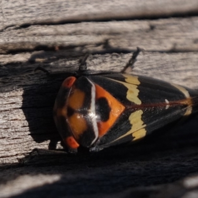 Eurymeloides pulchra (Gumtree hopper) at Kama - 6 Jul 2019 by Kurt