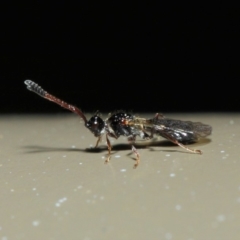 Diapriidae (family) (Diapriid wasp) at Acton, ACT - 4 Jul 2019 by TimL