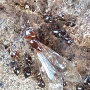 Crematogaster sp. (genus) at Symonston, ACT - 6 Jul 2019 03:22 PM