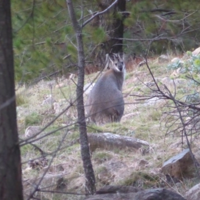 Notamacropus rufogriseus (Red-necked Wallaby) at Isaacs, ACT - 23 Jun 2019 by Mike