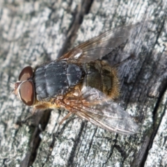 Calliphora stygia (Brown blowfly or Brown bomber) at Mount Ainslie - 7 Jul 2019 by rawshorty