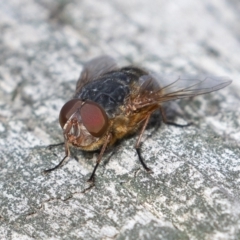 Calliphora stygia at Majura, ACT - 7 Jul 2019