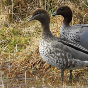 Chenonetta jubata at Paddys River, ACT - 7 Jul 2019 11:50 AM