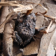 Crinia signifera (Common Eastern Froglet) at Majura, ACT - 7 Jul 2019 by Christine