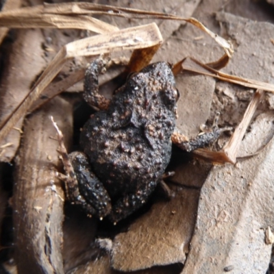 Crinia signifera (Common Eastern Froglet) at Majura, ACT - 7 Jul 2019 by Christine
