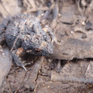 Crinia signifera at Majura, ACT - 7 Jul 2019