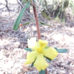 Hibbertia linearis (Showy Guinea Flower) at Bawley Point, NSW - 7 Jul 2019 by GLemann