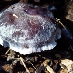 Cortinarius sp. (Cortinarius) at Bawley Point, NSW - 7 Jul 2019 by GLemann