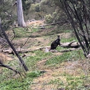 Wallabia bicolor at Paddys River, ACT - 7 Jul 2019