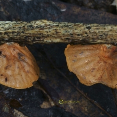 Anthracophyllum archeri (Orange fan) at Goodenia Rainforest Walk - 7 Jul 2019 by John C