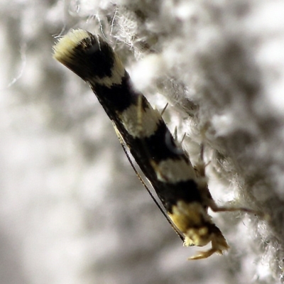 Limnaecia camptosema (Cosmopterigid) at O'Connor, ACT - 16 Mar 2018 by ibaird