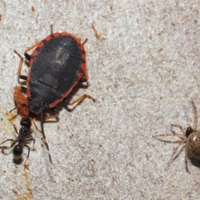 Diemenia rubromarginata (Pink-margined bug) at Acton, ACT - 7 Jul 2019 by TimL