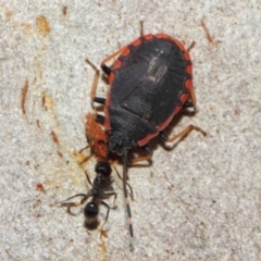 Diemenia rubromarginata at Acton, ACT - 7 Jul 2019