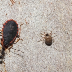 Euryopis sp. (genus) at Acton, ACT - 7 Jul 2019