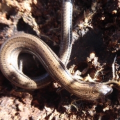 Hemiergis talbingoensis (Three-toed Skink) at Mount Ainslie - 7 Jul 2019 by Christine