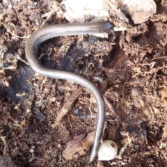 Hemiergis talbingoensis at Majura, ACT - 7 Jul 2019