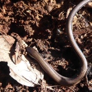 Hemiergis talbingoensis at Majura, ACT - 7 Jul 2019