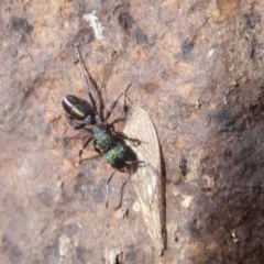 Rhytidoponera metallica (Greenhead ant) at Majura, ACT - 7 Jul 2019 by Christine