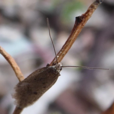 Oecophoridae provisional species 1 at Majura, ACT - 7 Jul 2019 by Christine