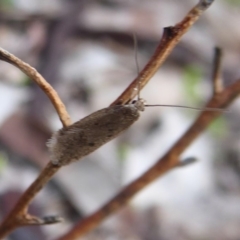 Oecophoridae provisional species 1 at Majura, ACT - 7 Jul 2019