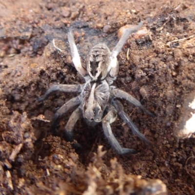 Tasmanicosa sp. (genus) (Unidentified Tasmanicosa wolf spider) at Majura, ACT - 7 Jul 2019 by Christine