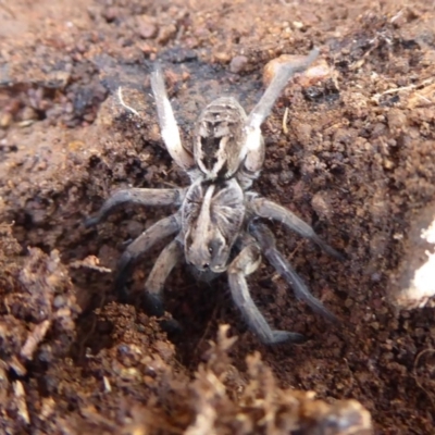 Tasmanicosa sp. (genus) (Tasmanicosa wolf spider) at Majura, ACT - 7 Jul 2019 by Christine