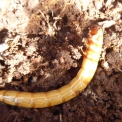 Saragus sp. (genus) (A False Wireworm) at Mount Ainslie - 7 Jul 2019 by Christine