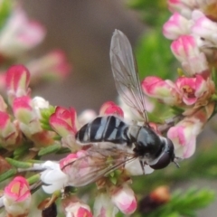 Melangyna viridiceps (Hover fly) at Tennent, ACT - 20 Oct 2015 by MichaelBedingfield