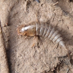 Unidentified Insect at Majura, ACT - 7 Jul 2019 by Christine