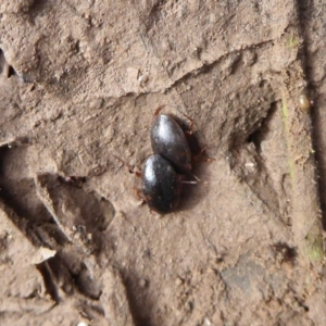 Antiporus femoralis at Majura, ACT - 7 Jul 2019