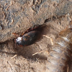 Antiporus femoralis at Majura, ACT - 7 Jul 2019 12:06 PM