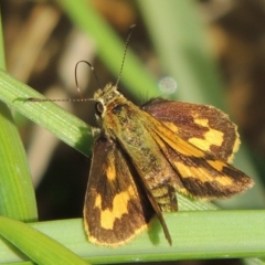 Ocybadistes walkeri at Bonython, ACT - 30 Apr 2019