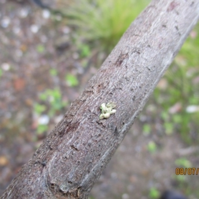 Unverified Insect at Wonboyn, NSW - 8 Jul 2019 by wickedtatz