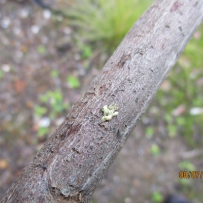 Unidentified Insect at Wonboyn, NSW - 8 Jul 2019 by wickedtatz