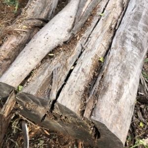 Papyrius nitidus at Deakin, ACT - 7 Jul 2019