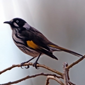 Phylidonyris novaehollandiae at Fyshwick, ACT - 7 Jul 2019