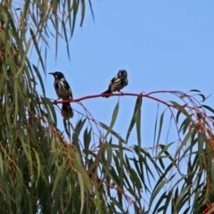 Phylidonyris novaehollandiae at Fyshwick, ACT - 7 Jul 2019