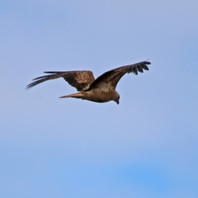Haliastur sphenurus (Whistling Kite) at Fyshwick, ACT - 7 Jul 2019 by RodDeb