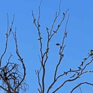 Psephotus haematonotus at Macarthur, ACT - 6 Jul 2019