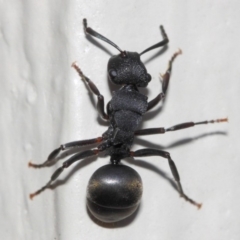 Polyrhachis sp. (genus) (A spiny ant) at Evatt, ACT - 6 Jul 2019 by TimL
