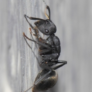 Polyrhachis sp. (genus) at Evatt, ACT - 6 Jul 2019