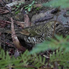 Zoothera lunulata (Bassian Thrush) at Paddys River, ACT - 8 Jul 2019 by DPRees125