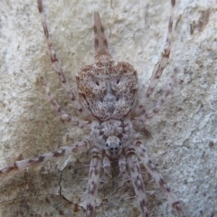 Tamopsis sp. (genus) (Two-tailed spider) at ANBG - 6 Jul 2019 by Christine