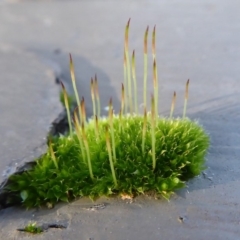 Rosulabryum sp. (A moss) at ANBG - 6 Jul 2019 by Christine